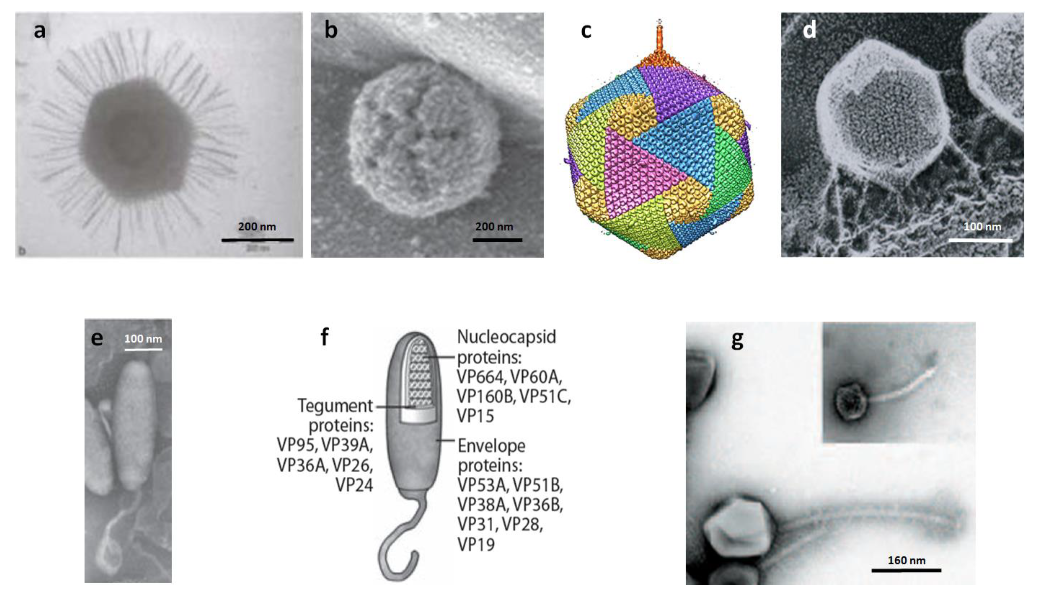 Viruses 03 00032 g001 Viruses 03 00032 g001