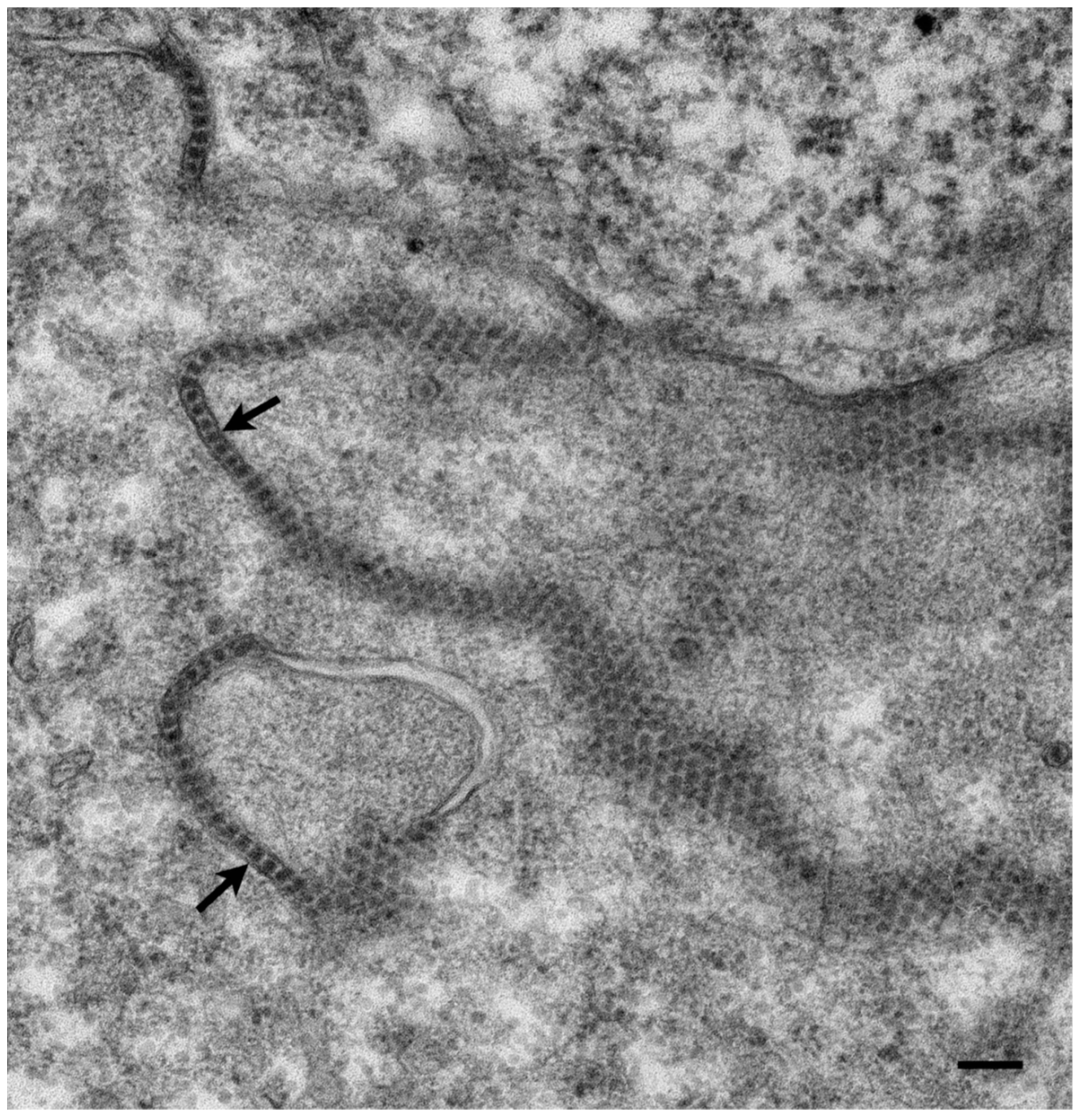 Viruses 03 02025 g002