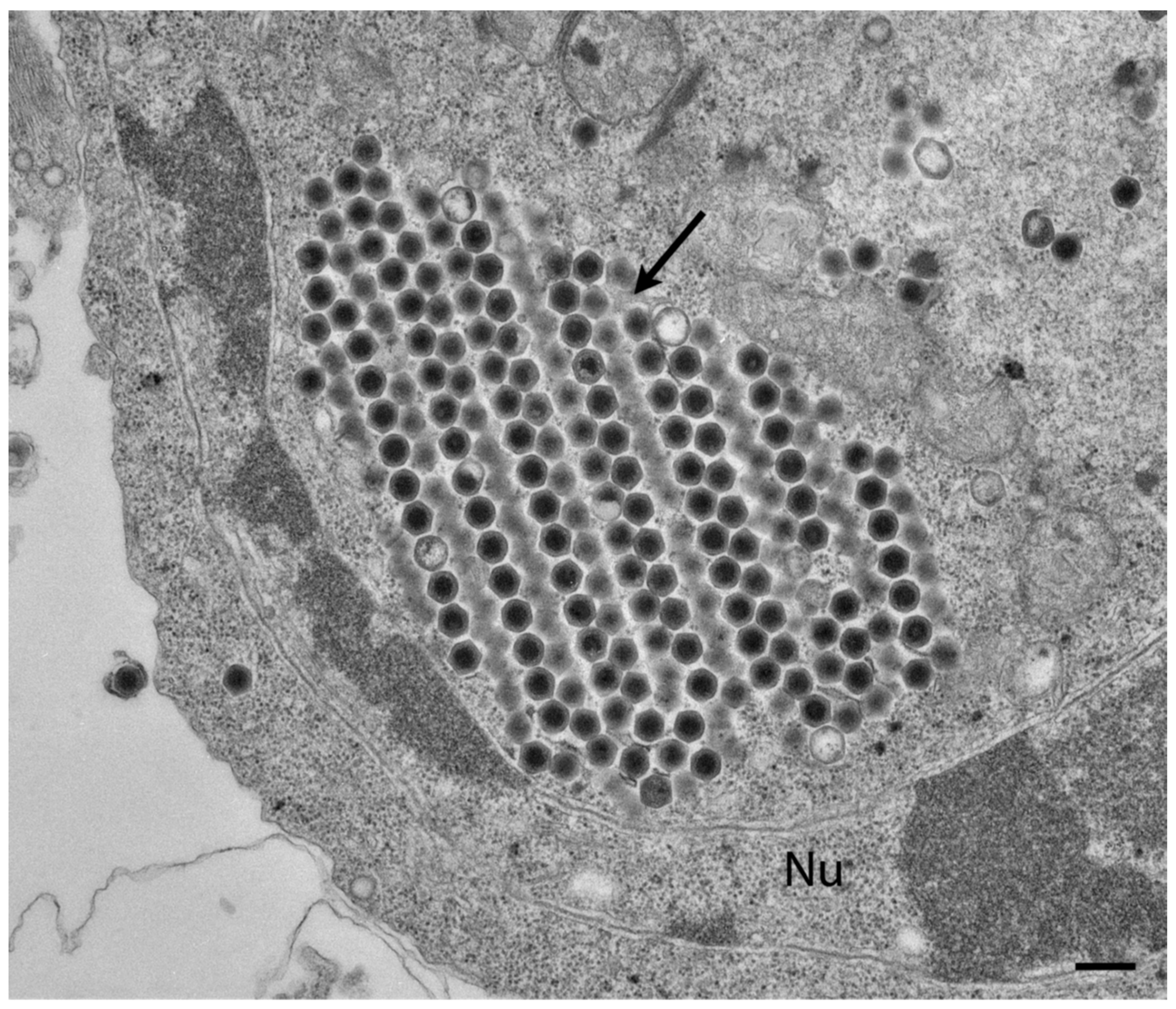 Viruses 03 02025 g004
