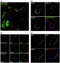 Viruses 03 02412 g001 200