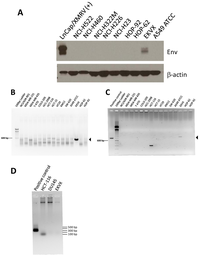 Viruses 03 02442 g001 200