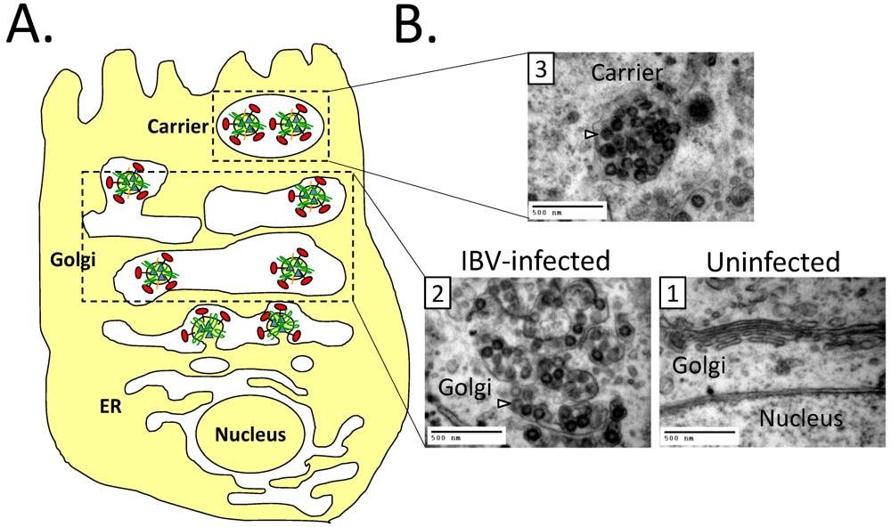 Viruses 04 00363 g003 1024