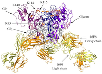 Viruses 04 00447 g001 200