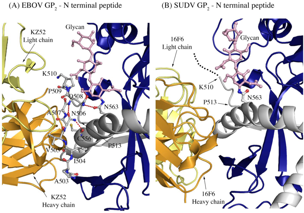 Viruses 04 00447 g007 1024