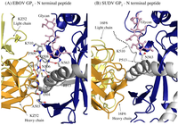 Viruses 04 00447 g007 200
