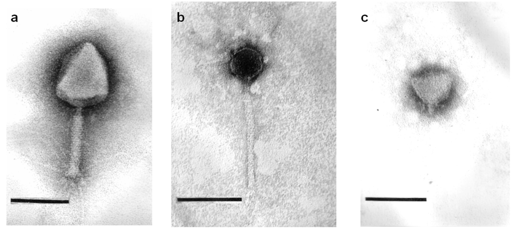 Viruses 04 00471 g002 1024