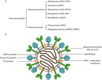 Viruses 04 00613 g001 200