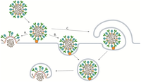 Viruses 04 00613 g004 200