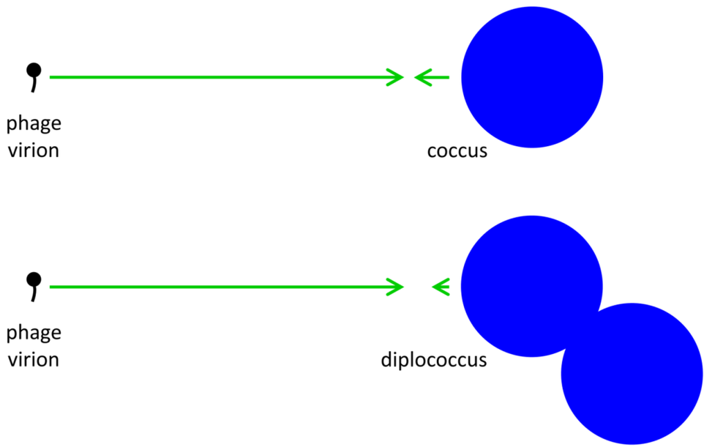 Viruses 04 00663 g001 1024