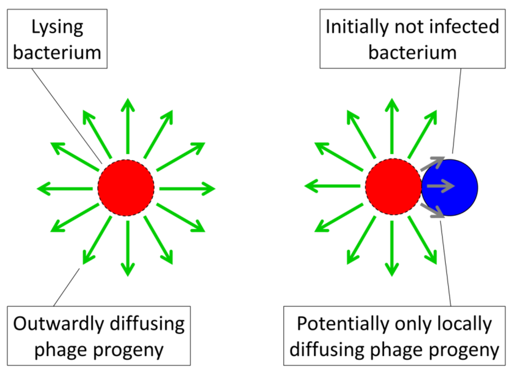 Viruses 04 00663 g003 1024