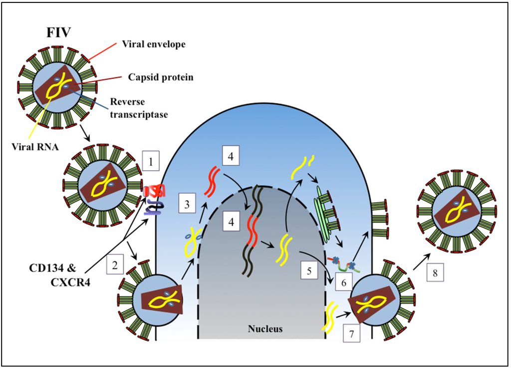Viruses 04 00708 g001 1024