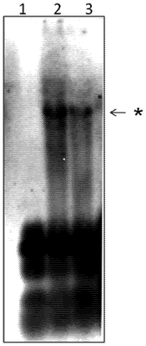 Viruses 04 00761 g002 1024