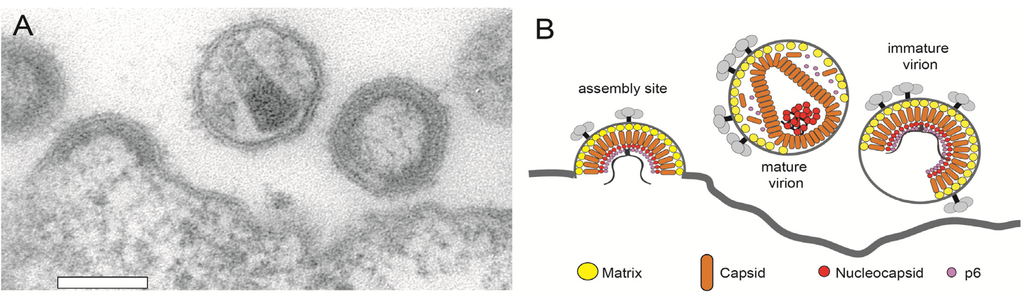 Viruses 04 00777 g002 1024