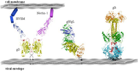 Viruses 04 00800 g002 200