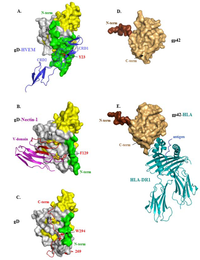 Viruses 04 00800 g003 200