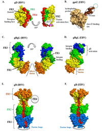 Viruses 04 00800 g004 200