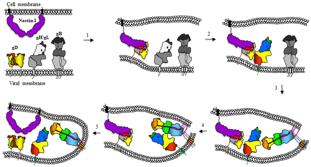 Viruses 04 00800 g005 1024