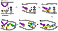 Viruses 04 00800 g005 200