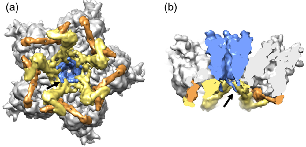 Viruses 04 00847 g003 1024