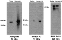Viruses 04 00878 g002 200