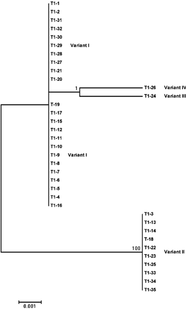 Viruses 04 00940 g003 1024