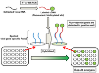 Viruses 04 01235 g006 200