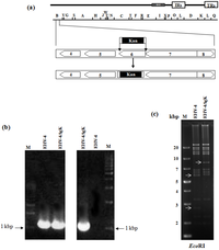 Viruses 04 01258 g001 200