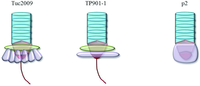 Viruses 04 01410 g002 200