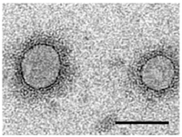 Viruses 04 01515 g002 200