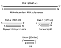 Viruses 04 01515 g003 200