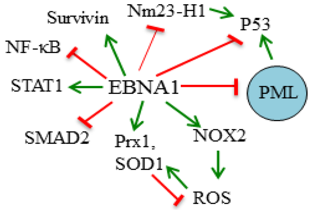 Viruses 04 01537 g001 1024
