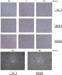Viruses 04 01605 g007 200