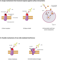 Viruses 04 01731 g001 200
