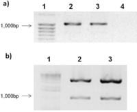 Viruses 04 01792 g001 200