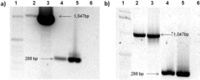 Viruses 04 01792 g002 200