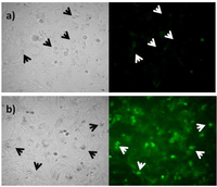 Viruses 04 01792 g005 200