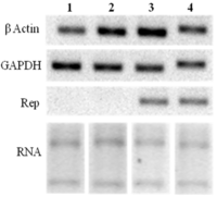 Viruses 04 01792 g006 200