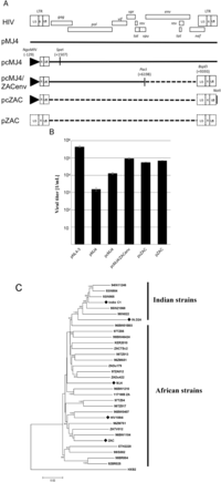 Viruses 04 01830 g001 200