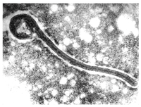 Viruses 04 01878 g004 200