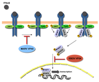 Viruses 04 01878 g006 200