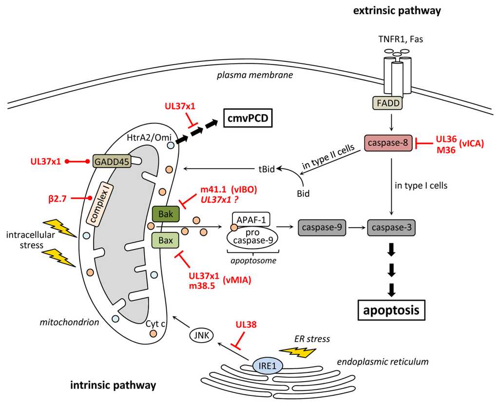 Viruses 04 01928 g001 1024