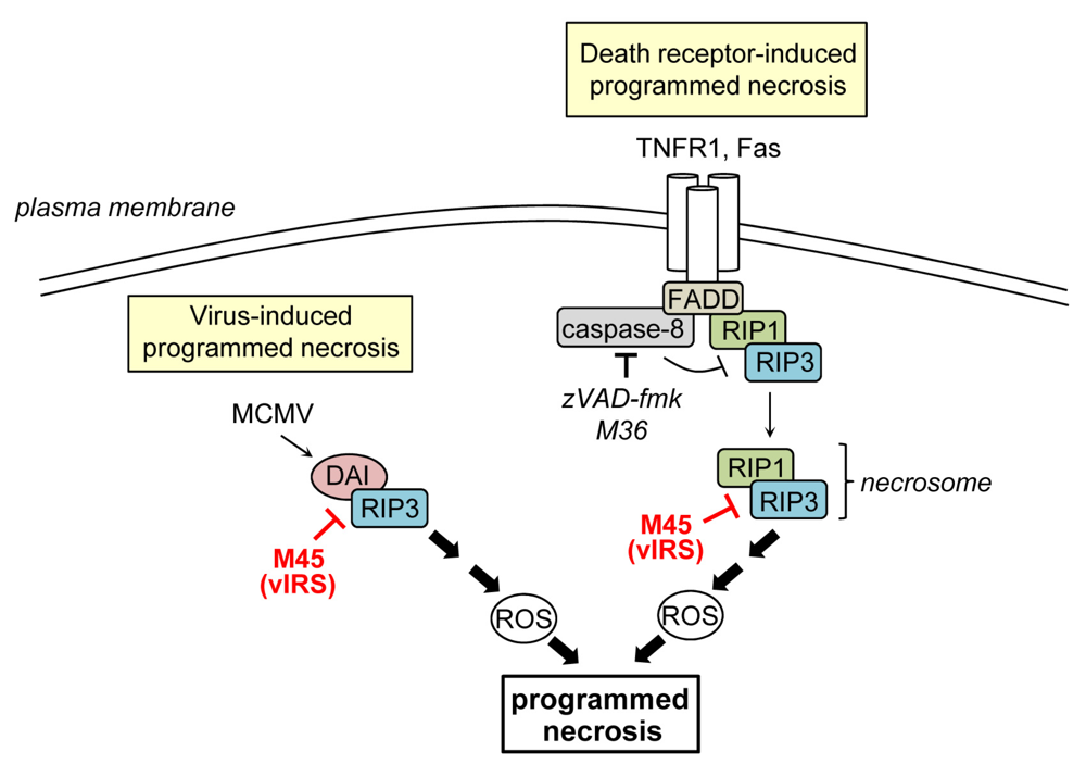Viruses 04 01928 g002 1024
