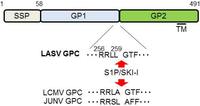 Viruses 04 02049 g005 200