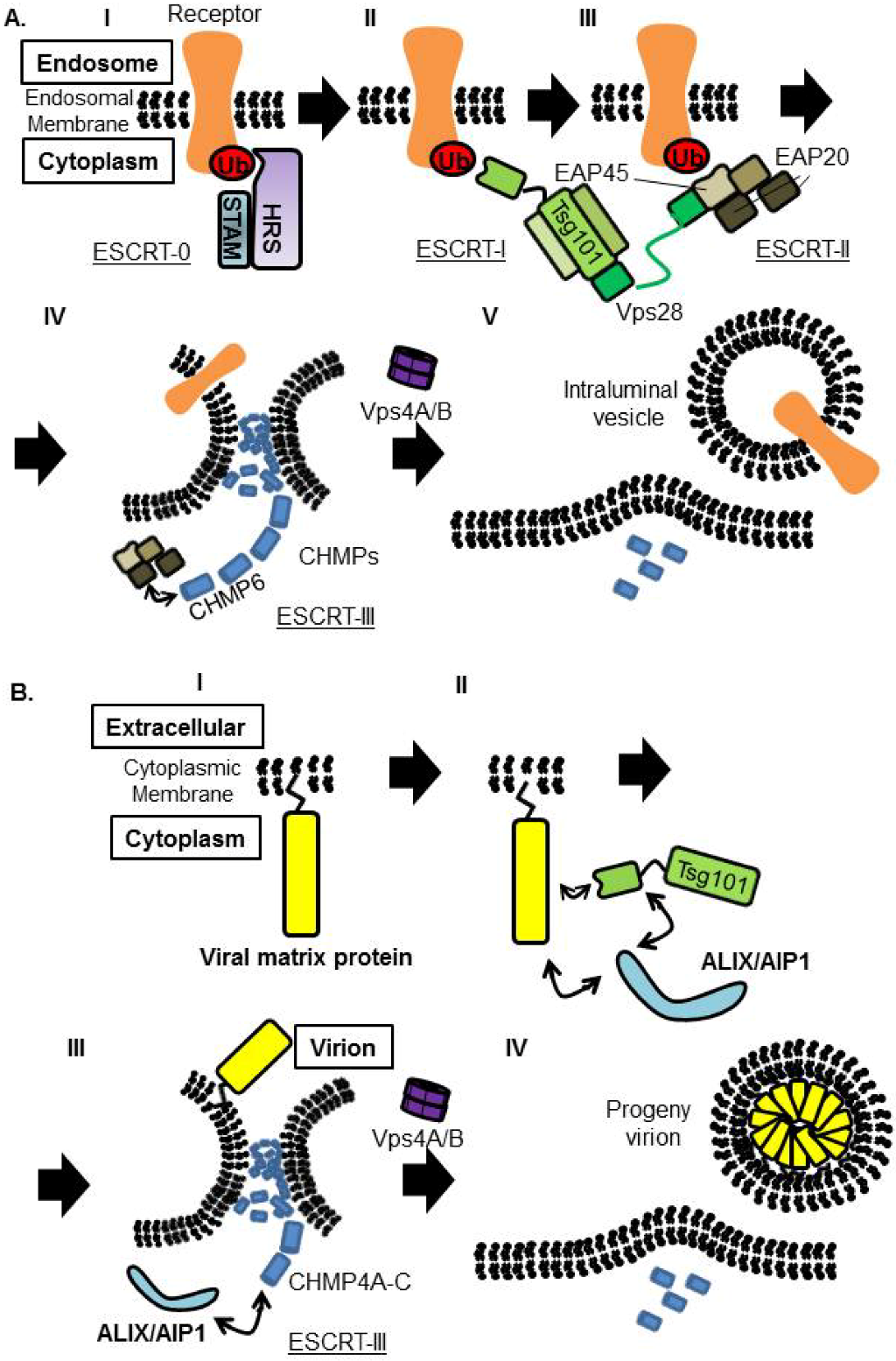 Viruses 04 02049 g006 1024