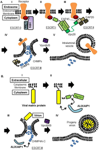 Viruses 04 02049 g006 200
