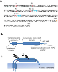 Viruses 04 02049 g007 200
