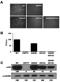 Viruses 04 02137 g003 200