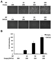 Viruses 04 02137 g007 200