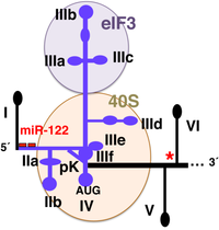 Viruses 04 02233 g002 200