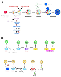 Viruses 04 02251 g004 200